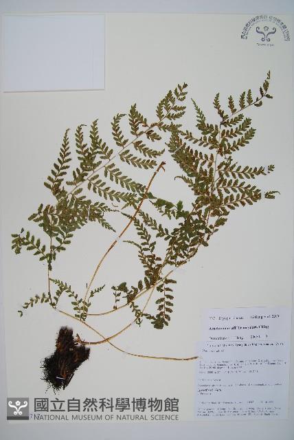 登錄號:P010717藏品圖，第1張