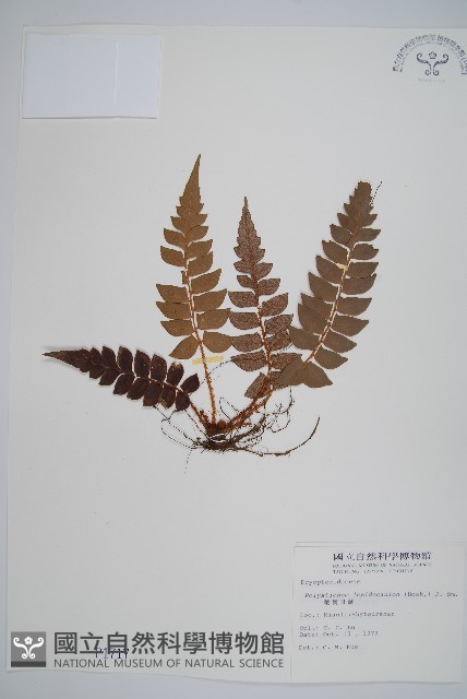 鞭葉耳蕨藏品圖，第1張
