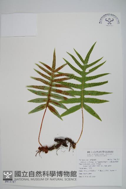 大葉玉山茀蕨藏品圖，第1張