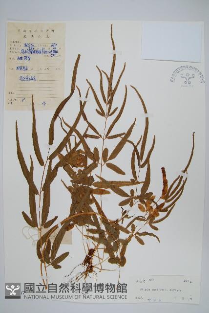 箭葉鳳尾蕨藏品圖，第1張