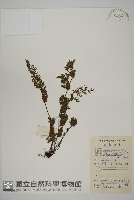 隱囊蕨藏品圖，第1張