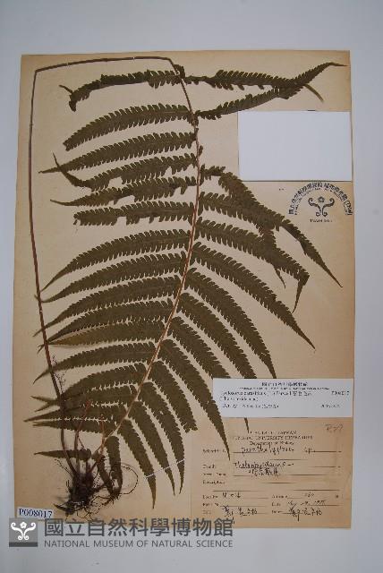 密毛毛蕨藏品圖，第1張