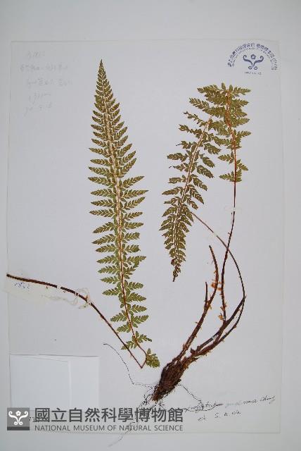 工布耳蕨藏品圖，第1張