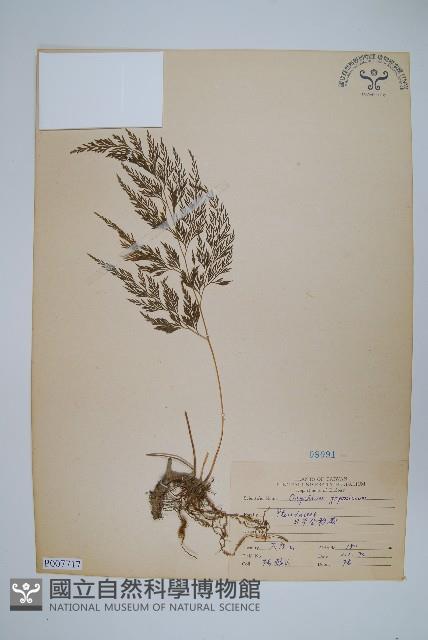 日本金粉蕨藏品圖，第1張