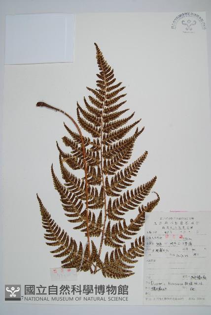 兩色鱗毛蕨藏品圖，第1張