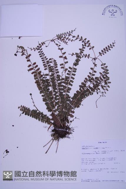 登錄號:P010017藏品圖，第1張