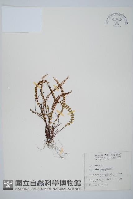 鐵角蕨藏品圖，第1張