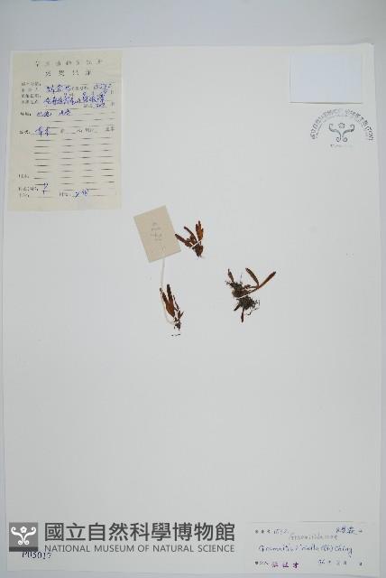 登錄號:P005017藏品圖，第1張