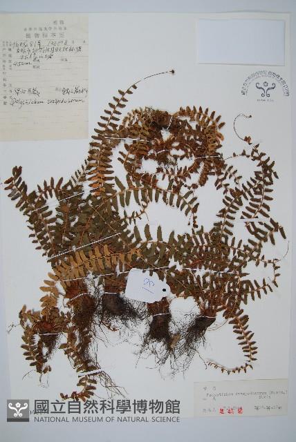 鞭葉耳蕨藏品圖，第1張