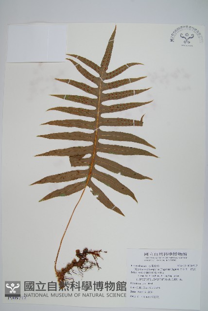 大葉玉山茀蕨藏品圖，第1張