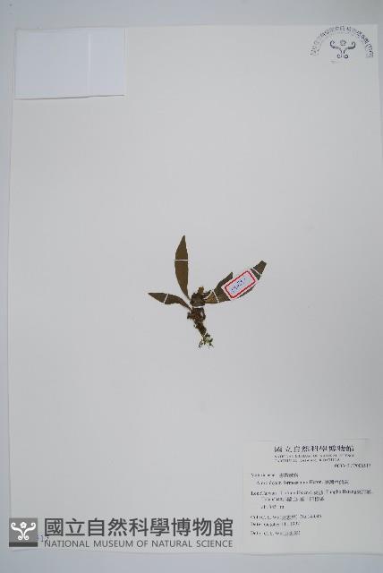 臺灣車前蕨藏品圖，第1張