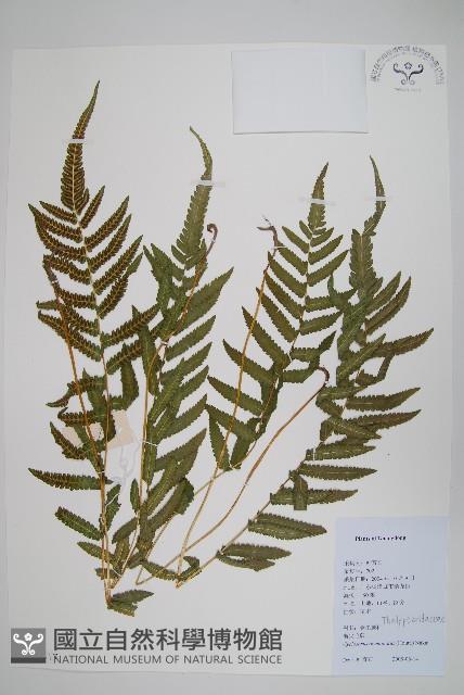 毛蕨藏品圖，第1張