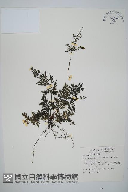 線片長筒蕨藏品圖，第1張