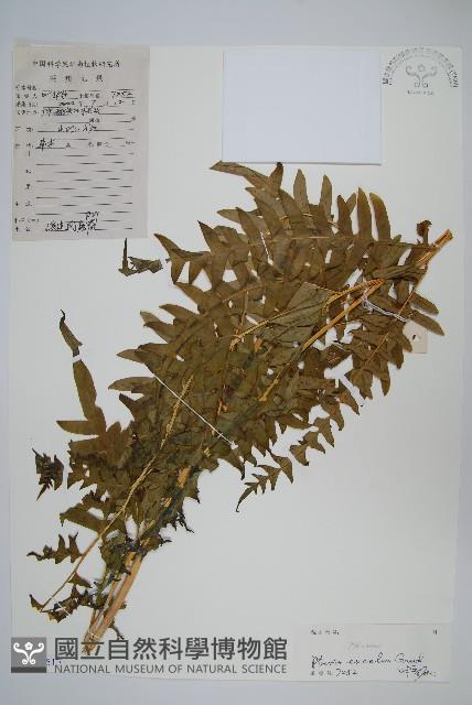 溪鳳尾蕨藏品圖，第1張