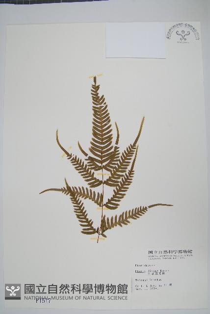 天草鳳尾蕨藏品圖，第1張