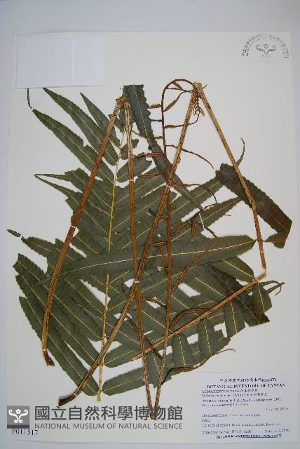 細葉實蕨藏品圖，第1張