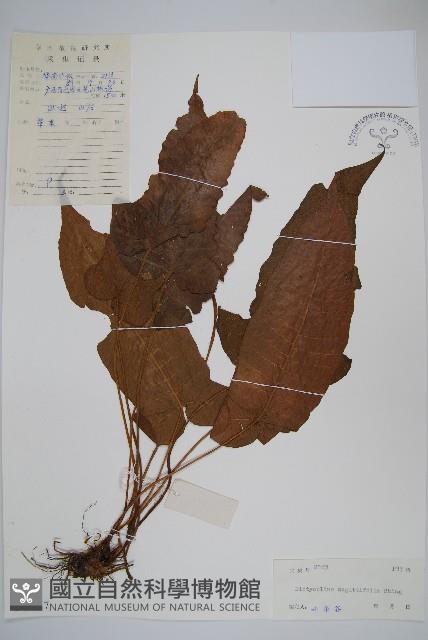 戟葉聖蕨藏品圖，第1張