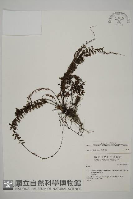 鞭葉鐵線蕨藏品圖，第1張