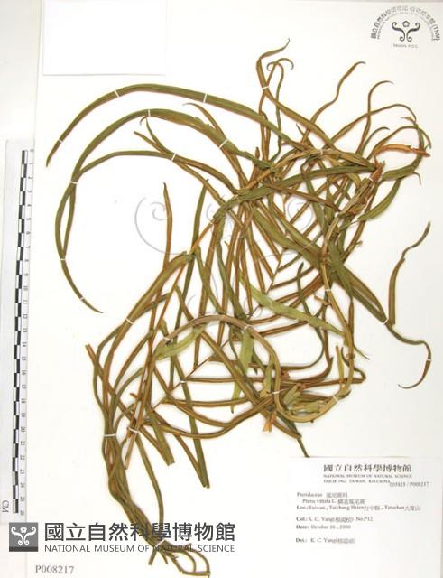 鱗蓋鳳尾蕨藏品圖，第1張