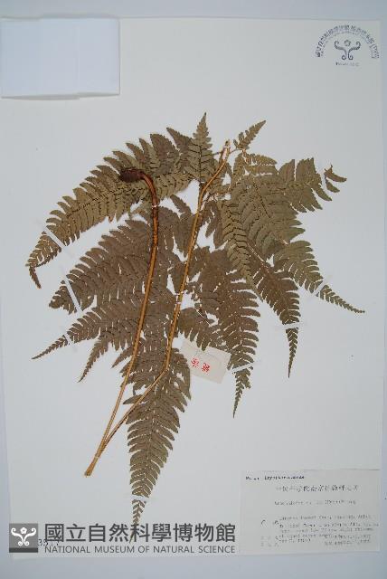 細葉複葉耳蕨藏品圖，第1張