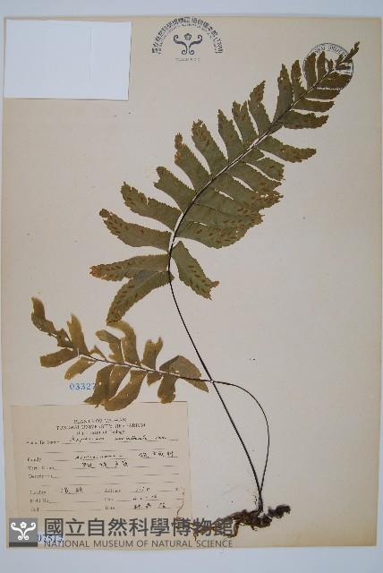 單邊鐵角蕨藏品圖，第1張