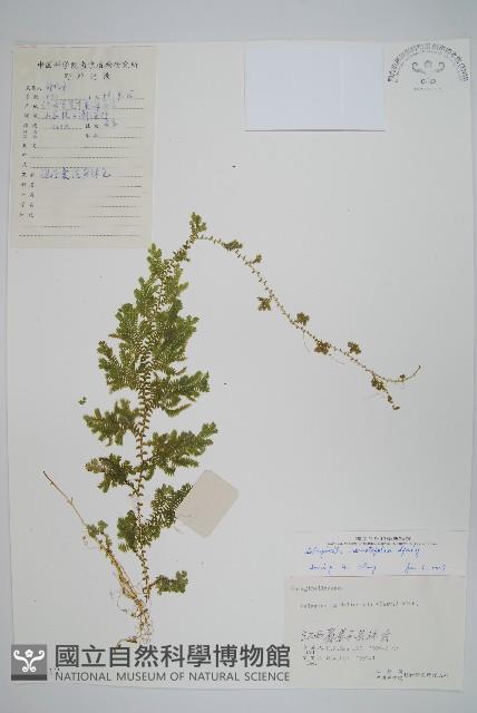 疏葉卷柏藏品圖，第1張