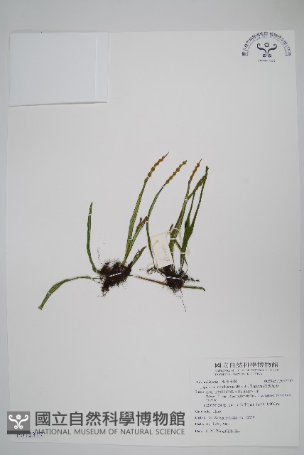 擬芨瓦葦藏品圖，第1張