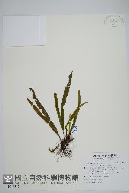 大武禾葉蕨藏品圖，第1張