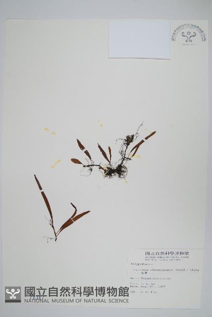 瓦葦藏品圖，第1張