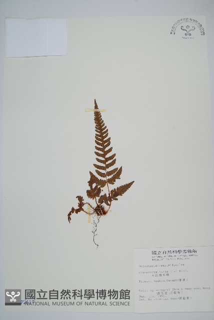 南海鱗毛蕨藏品圖，第1張