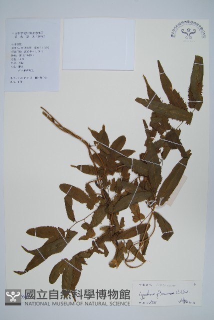 曲軸海金沙藏品圖，第1張