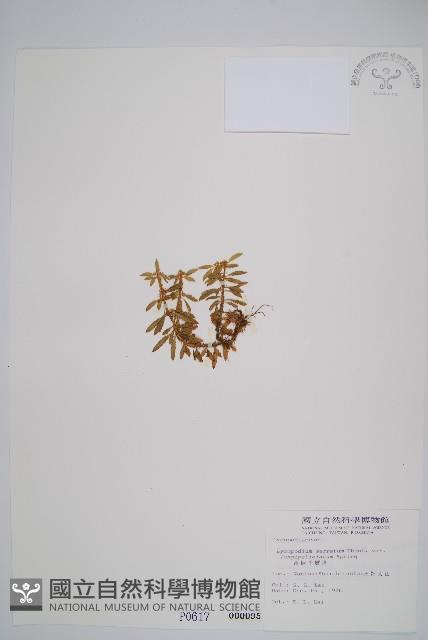 長柄千層塔藏品圖，第1張