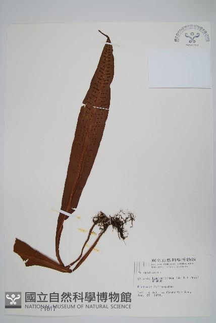 Accession Number:P001617 Collection Image, Figure 1, Total 2 Figures