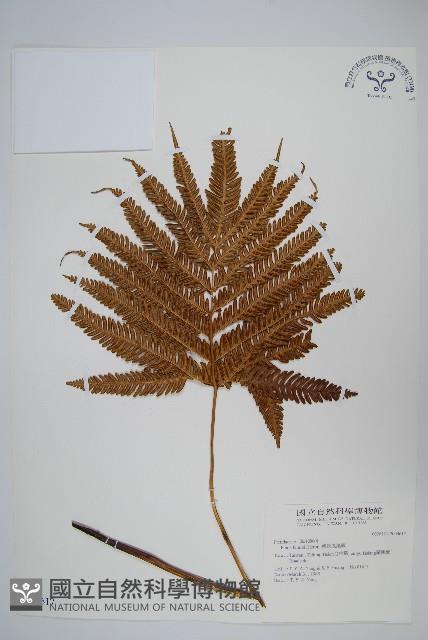 傅氏鳳尾蕨藏品圖，第1張