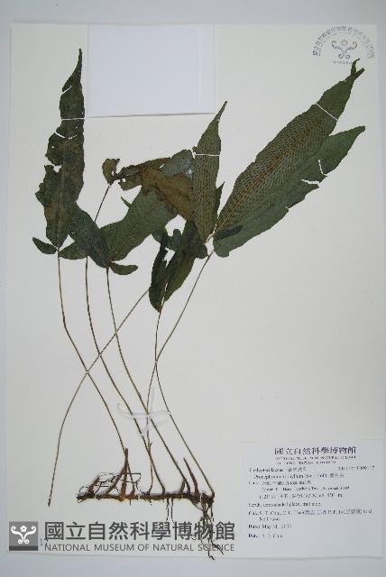 新月蕨藏品圖，第1張