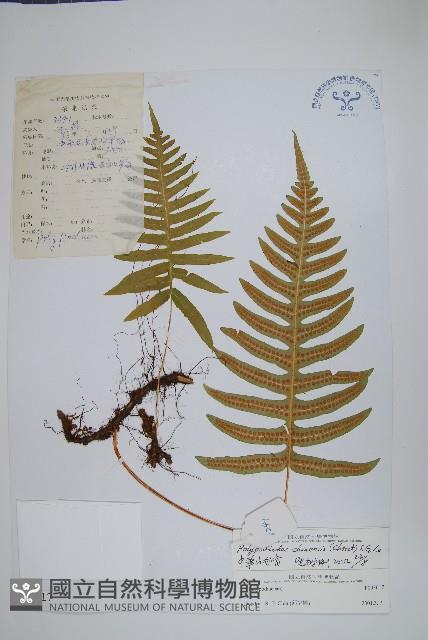 中華水龍骨藏品圖，第1張