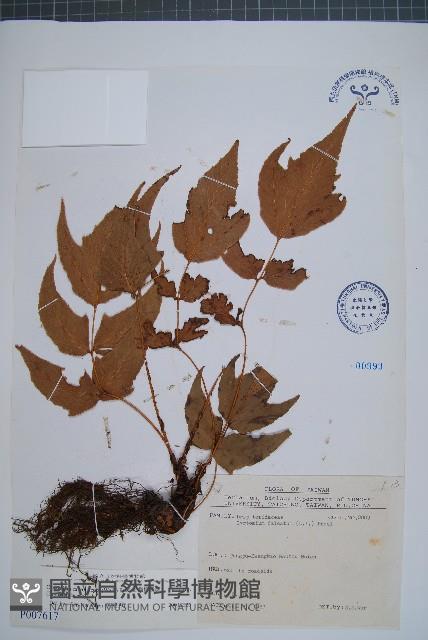 細齒貫眾蕨藏品圖，第1張