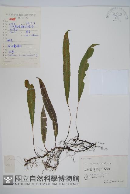 單葉雙蓋蕨藏品圖，第1張