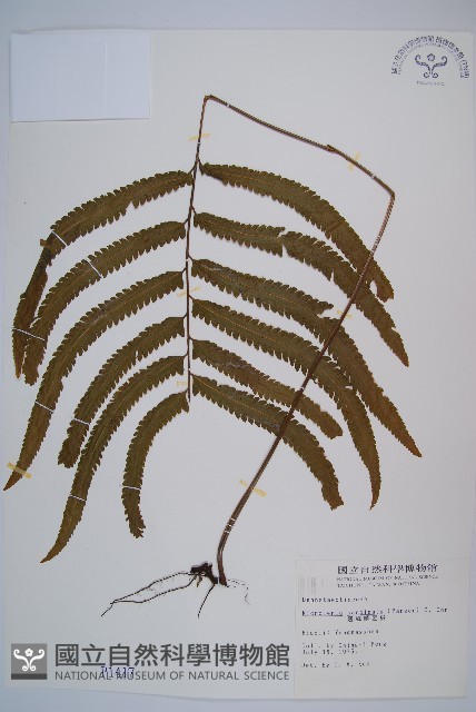 邊緣鱗蓋蕨藏品圖，第1張