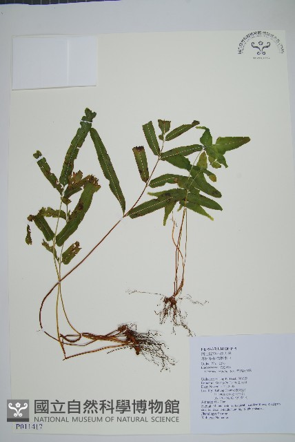 箭葉鱗始蕨藏品圖，第1張