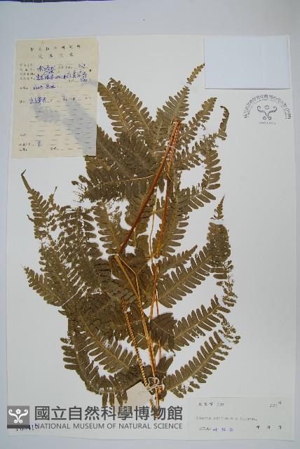 斜羽鳳尾蕨藏品圖，第1張