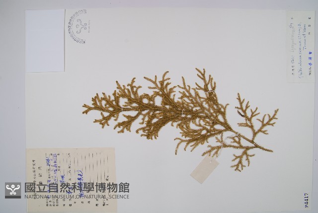 燈龍草藏品圖，第1張