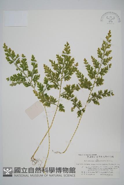 江南卷柏藏品圖，第1張