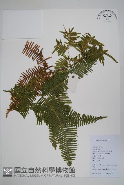 芒萁藏品圖，第1張