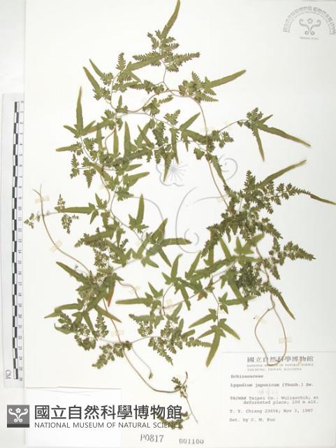 海金沙藏品圖，第1張