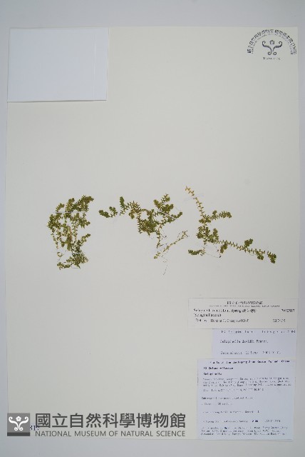 疏葉卷柏藏品圖，第1張