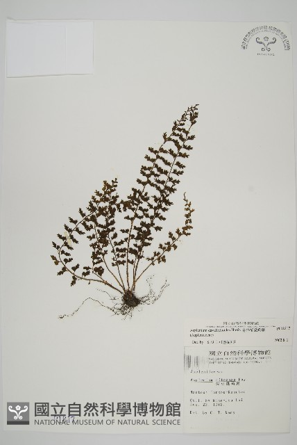 骨碎補鐵角蕨藏品圖，第1張