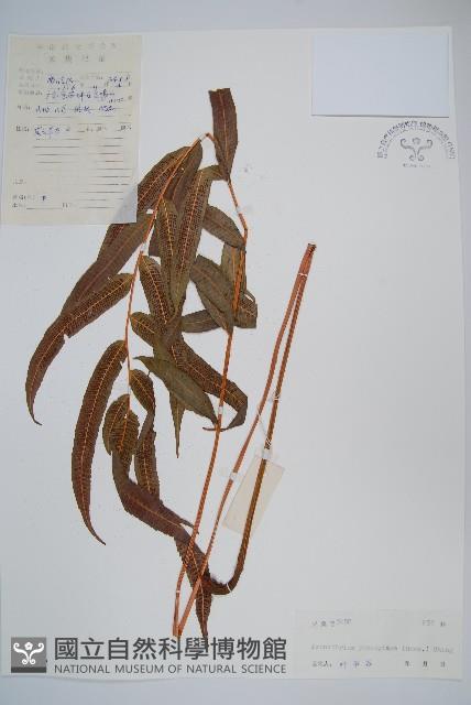 披針新月蕨藏品圖，第1張