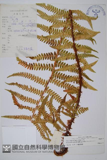 藏布鱗毛蕨藏品圖，第1張