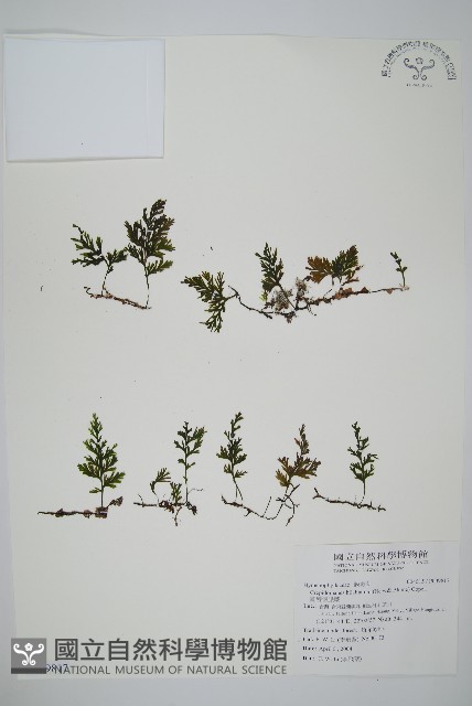 圓唇假脈蕨藏品圖，第1張